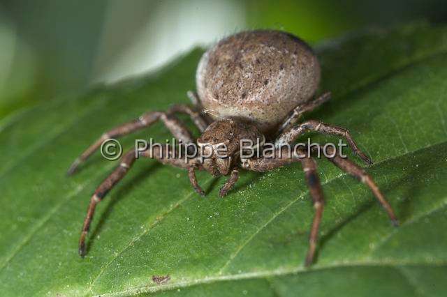 Thomisidae_9786.JPG - France, Araneae, Thomisidae, Araignée crabe (Xysticus sp), femelle, Crab spider